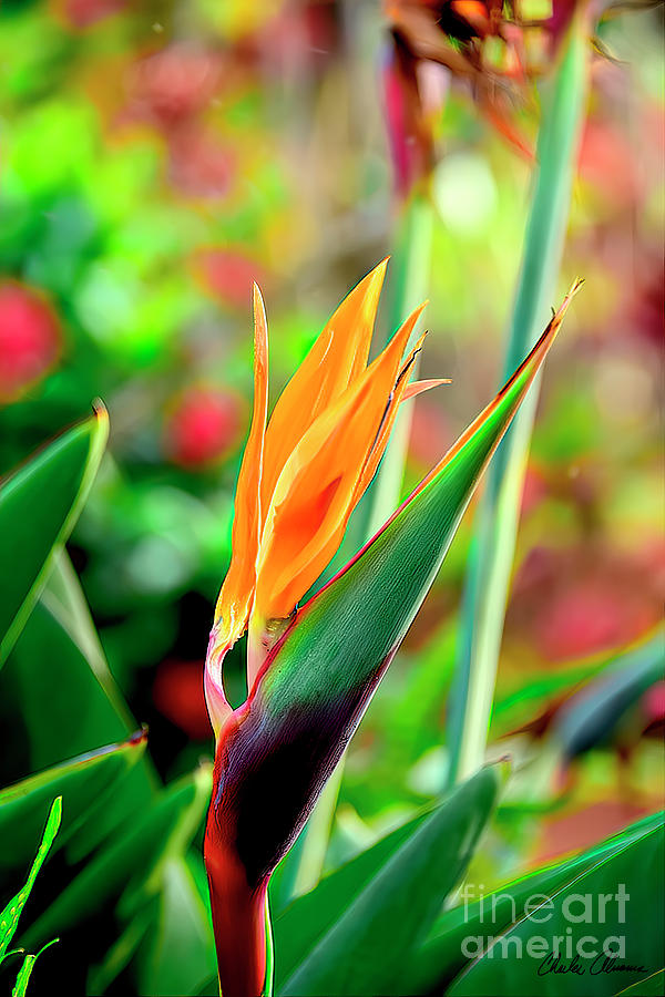 Bird of Paradise #1 Photograph by Charles Abrams