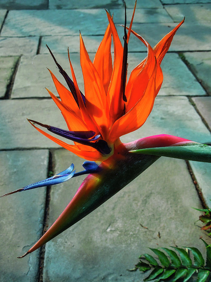 Bird of Paradise Flower  #1 Digital Art by Don Wright