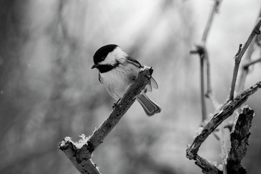 Bird on a Branch in Black and White Photograph by Nicola Nobile