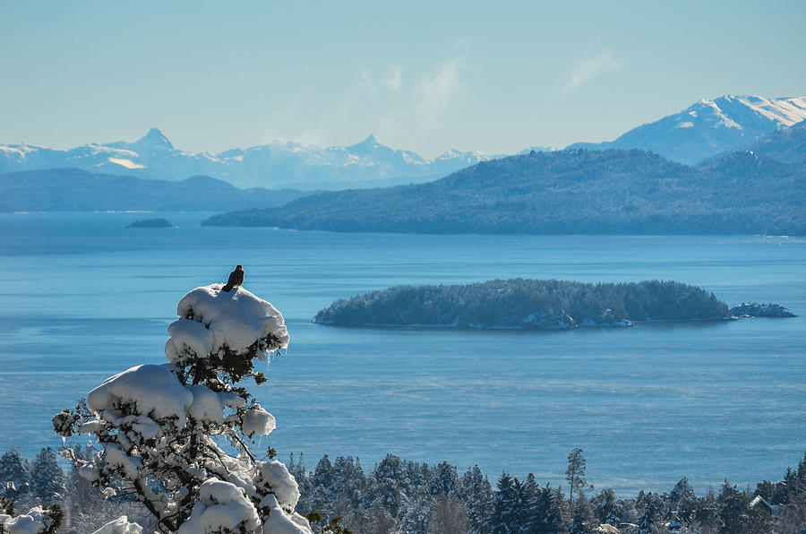 Bird on top of snowy tree, Bariloche, Patagonia #1 Photograph by Marcos Radicella