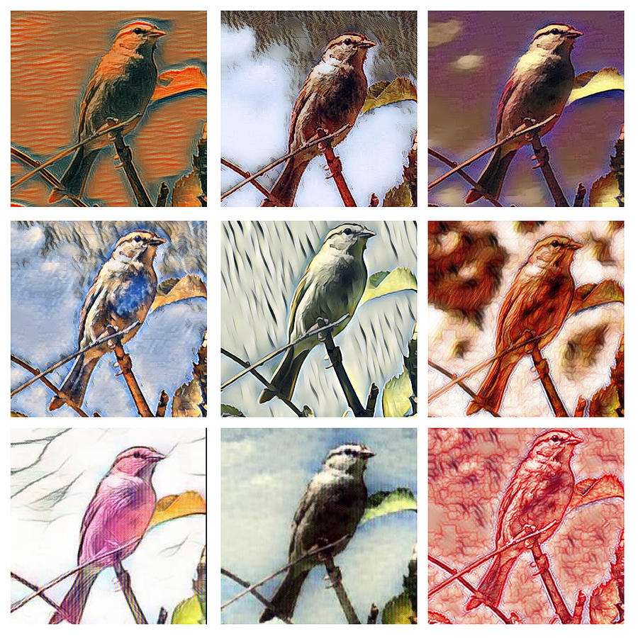 Bird Painting Collage Photograph by Freddy Alsante - Fine Art America