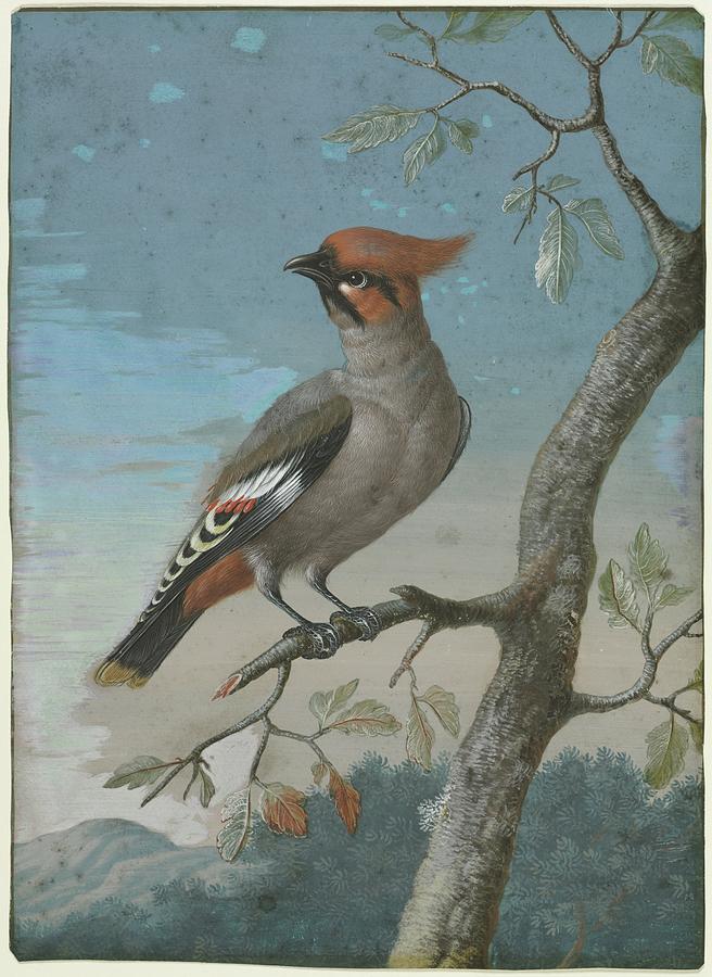 Bird Study Date Unknown George Edwards Painting