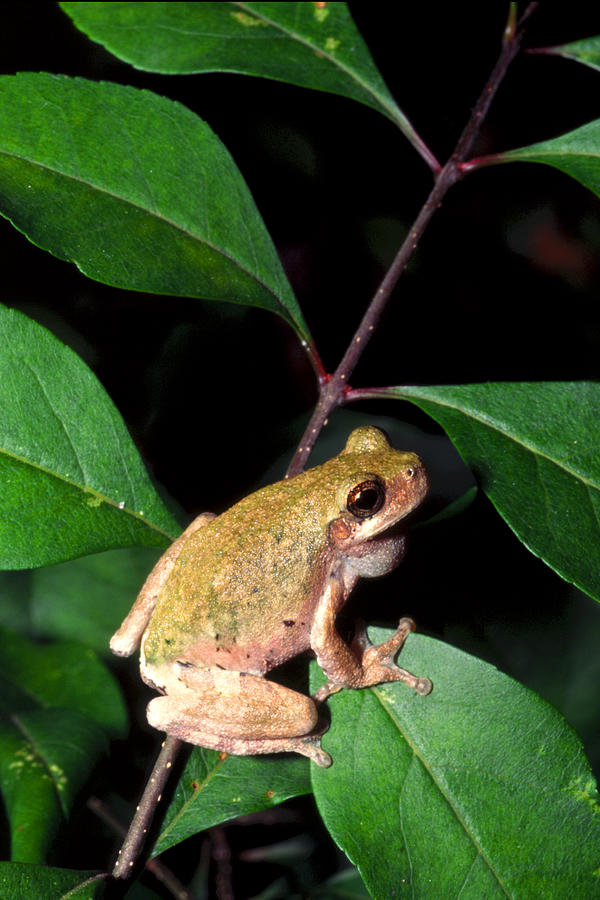 Bird-voiced treefrog #1 Photograph by Michael Redmer - Fine Art America