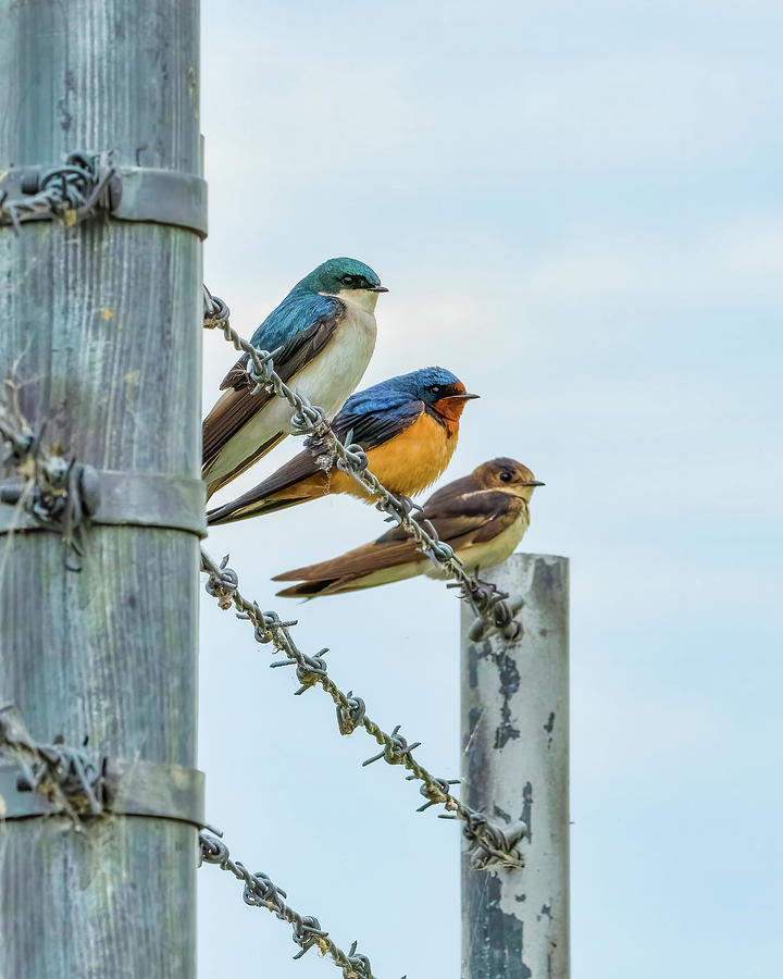 Birds of a Feather #1 Photograph by Brad Bellisle