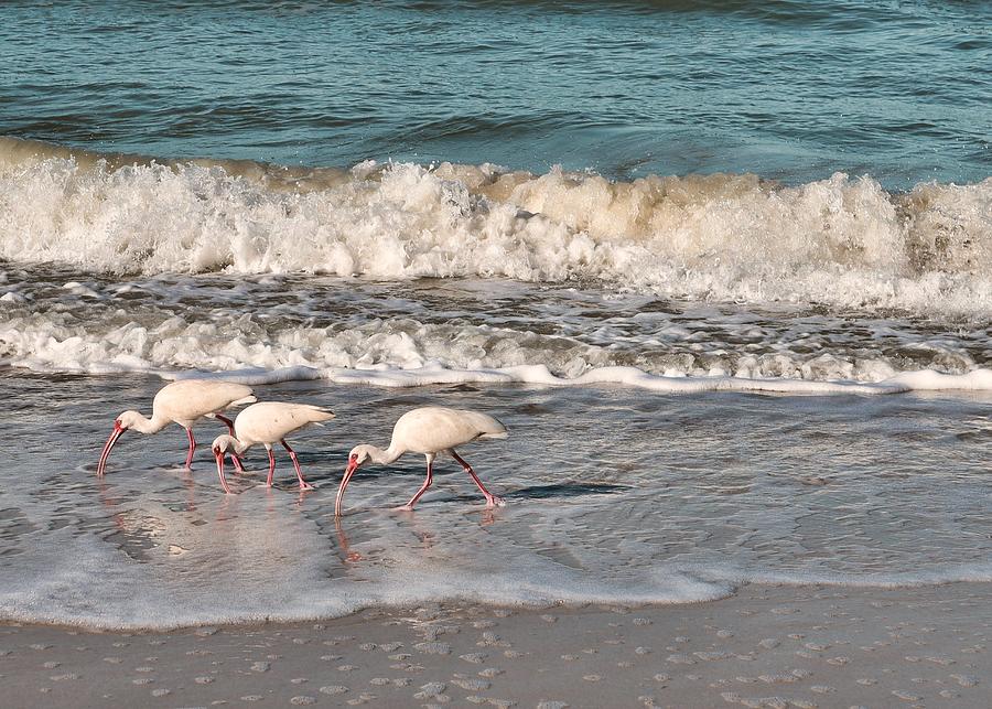 Birds on the Beach  #1 Photograph by Mary Pille