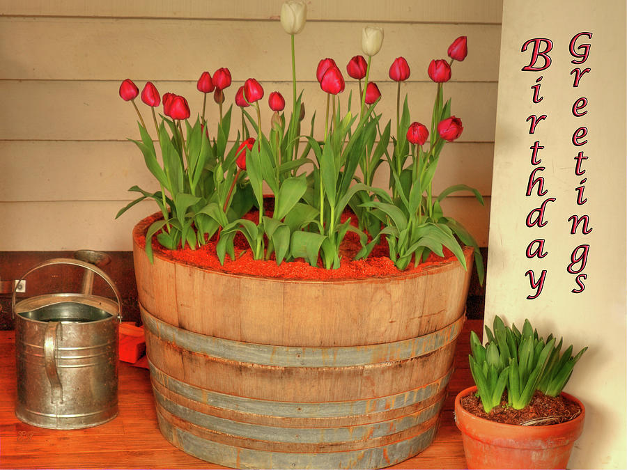 Birthday Tulips #1 Photograph by Elaine Teague