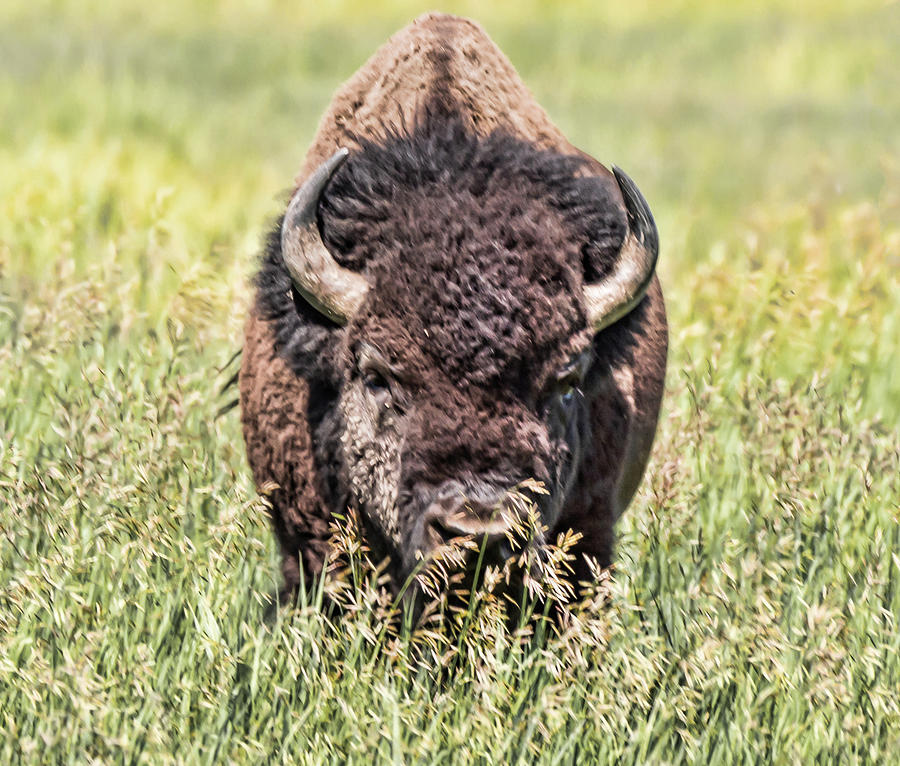 Bison 3 #1 Photograph by Joe Granita