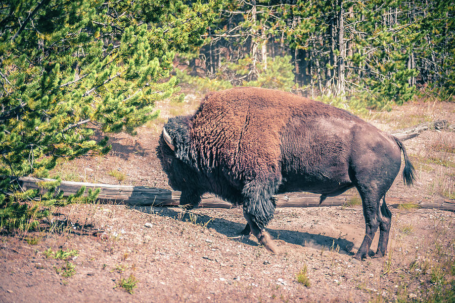 Bison At Yeallowstone National Park In Wyoming #1 Photograph by Alex Grichenko