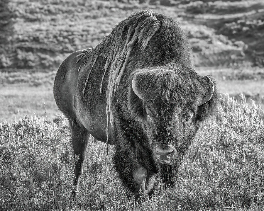 Bison #1 Photograph by Brad Bellisle