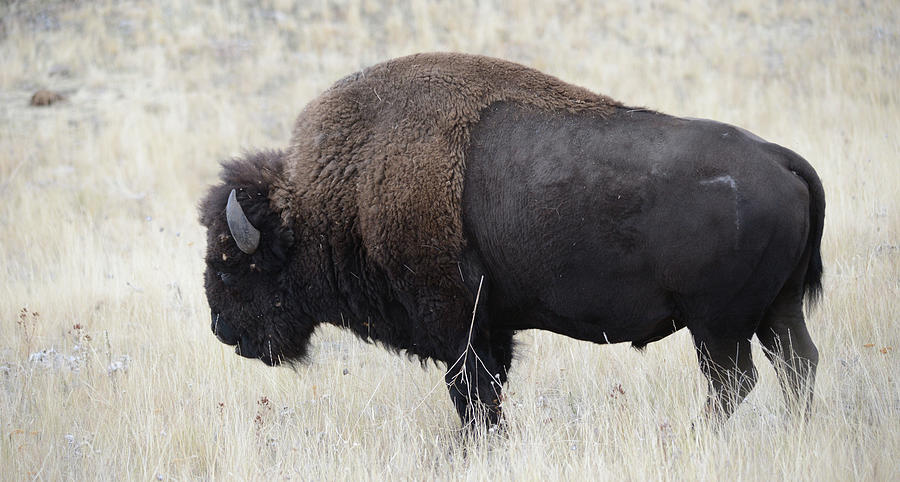 Bison Bull #1 Photograph by Whispering Peaks Photography