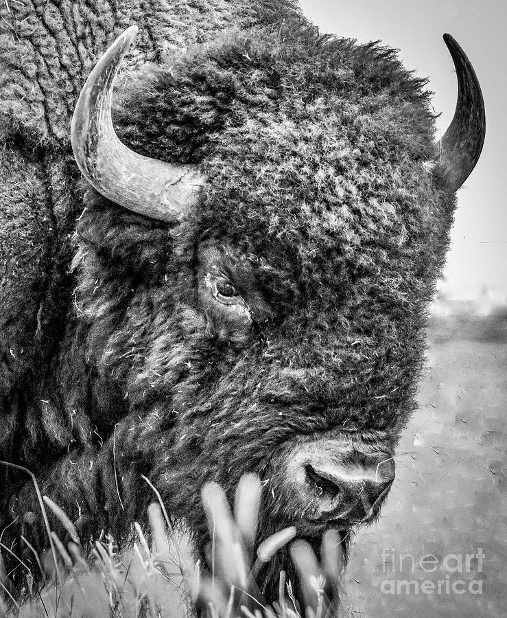 Bison Closeup #1 Photograph by Dlamb Photography