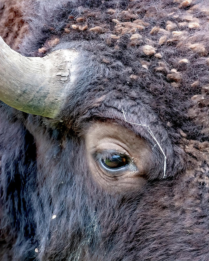 Bison Eye #1 Photograph by Jack Bell