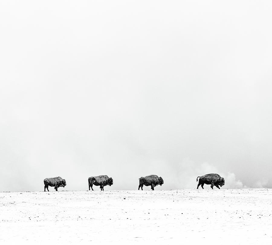 Bison Follow the Leader #1 Photograph by Max Waugh