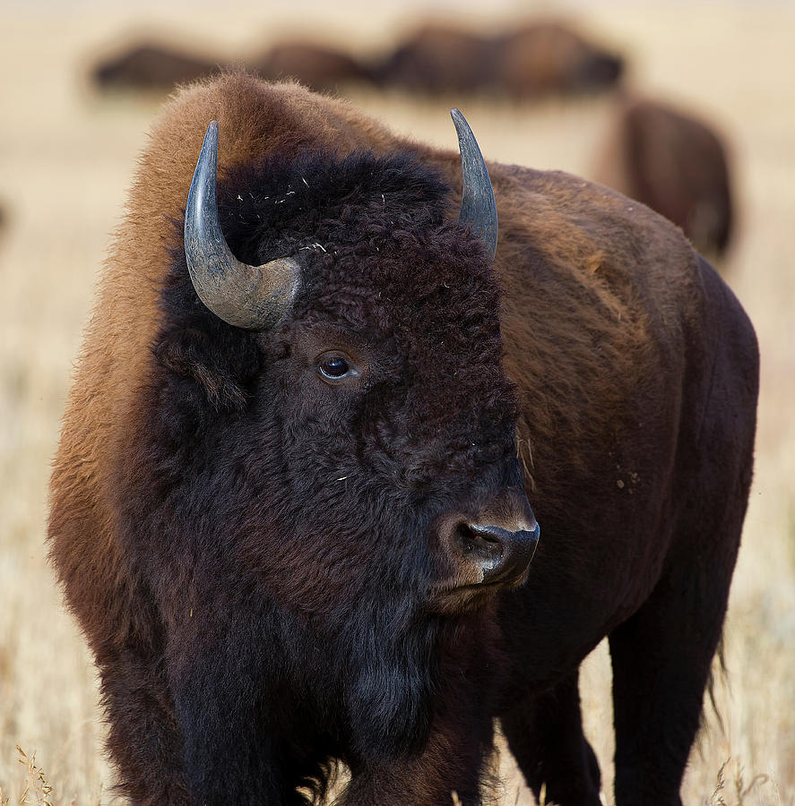 Bison, Grand Teton NP #2 Photograph by Doug Wittrock
