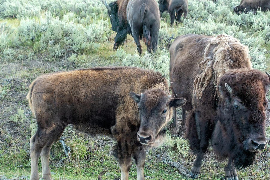 Bison graze in Lamar Valleyat Yellowstone National #1 Photograph by Alex Grichenko