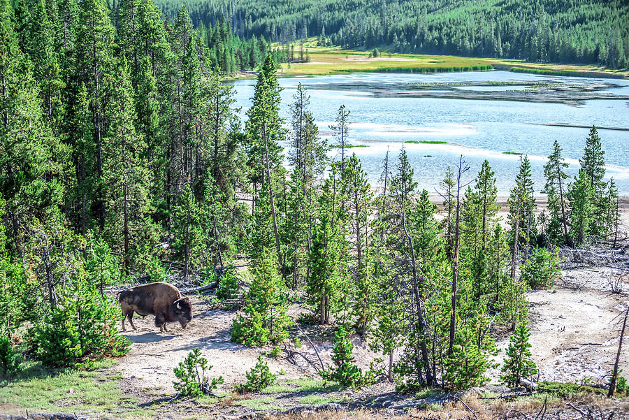 Bison Grazing On A Meadow In Yellowstone National Park #1 Photograph by Alex Grichenko