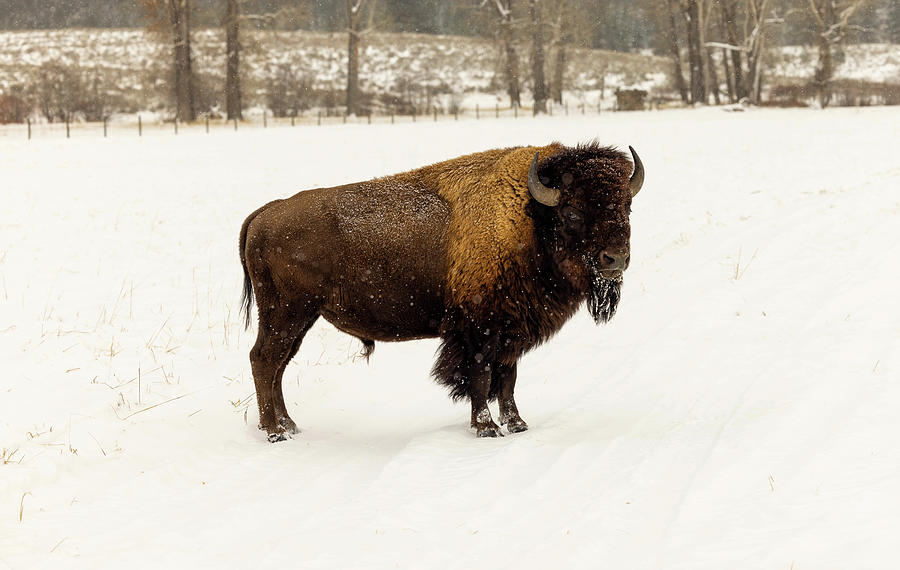 Bison in Montana Photograph by Heidi Russ - Fine Art America