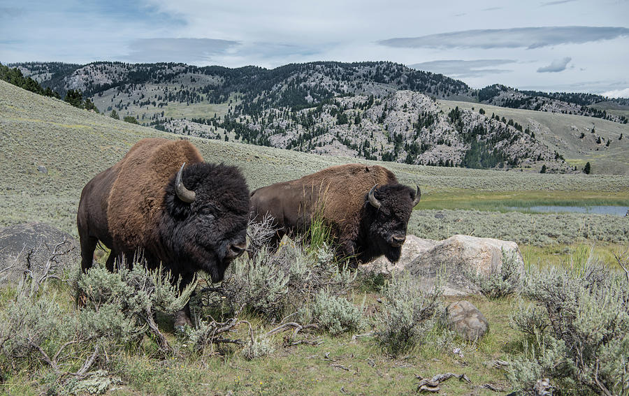 Bison In Portrait Photograph