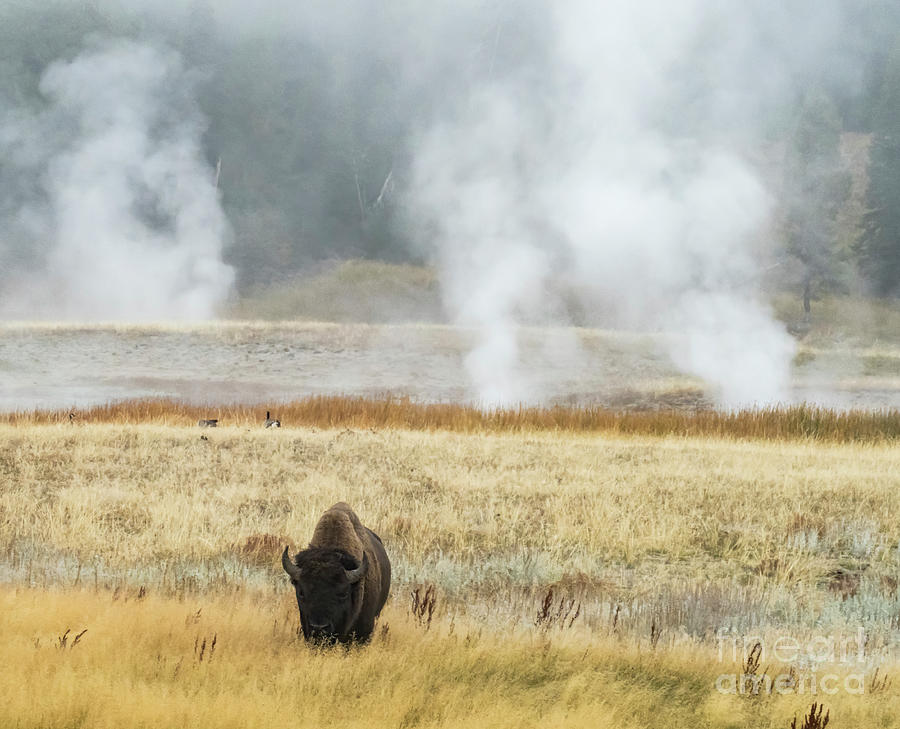 Bison in the Steam Photograph by Carolyn Fox - Fine Art America