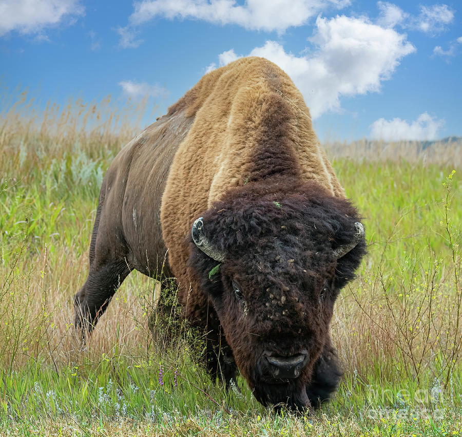 Bison Photograph -  Bison #1 by Jim Hatch