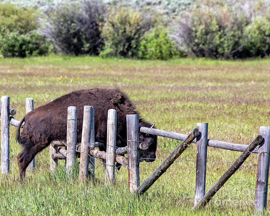 Bison jumping fence #1 Photograph by Rodney Cammauf