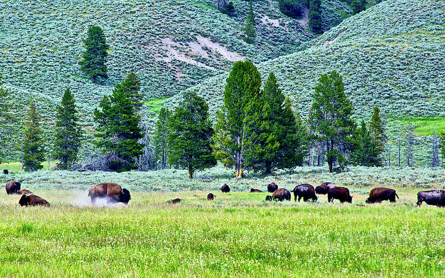 Bison Kicking Up Dust in the Meadow in Yellowstone National Park, Wyoming #1 Photograph by Ruth Hager
