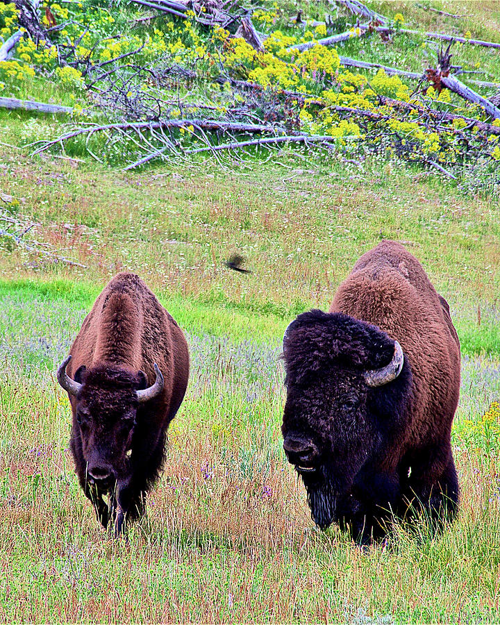Bison Pair in Hayden Valley in Yellowstone National Park, Wyoming  #1 Photograph by Ruth Hager