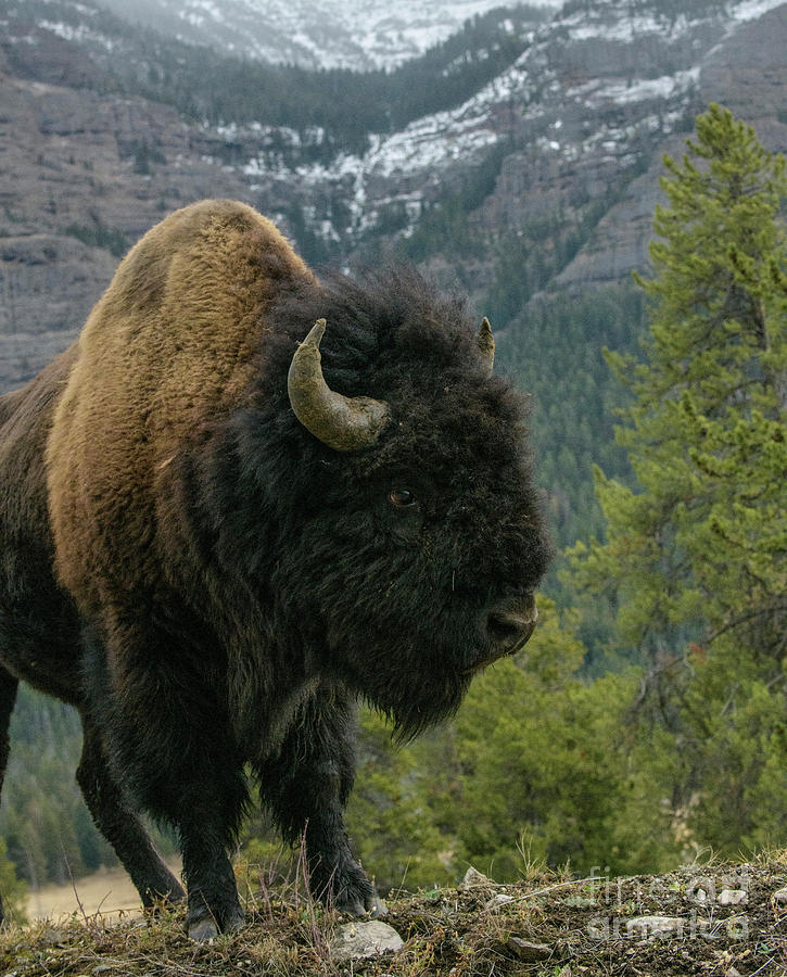 Bison #1 Photograph by Patrick Nowotny
