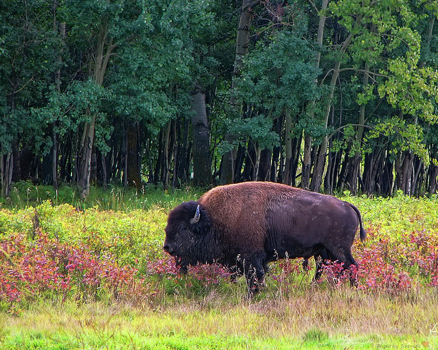 Bison #1 Photograph by Rhonda McDougall