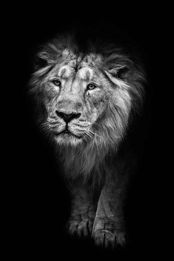 Black And White Contrast Photo Of A Powerful Maned Male Lion Pr Pyrography By Michael Semenov 7452