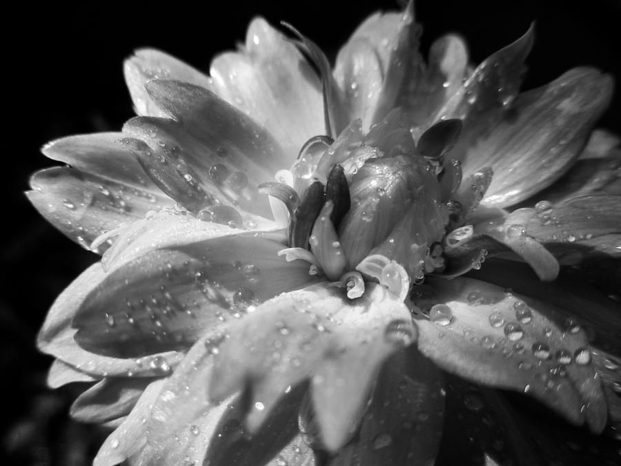 Dahlia, Black and White, Raindrops Photograph by W Craig Photography
