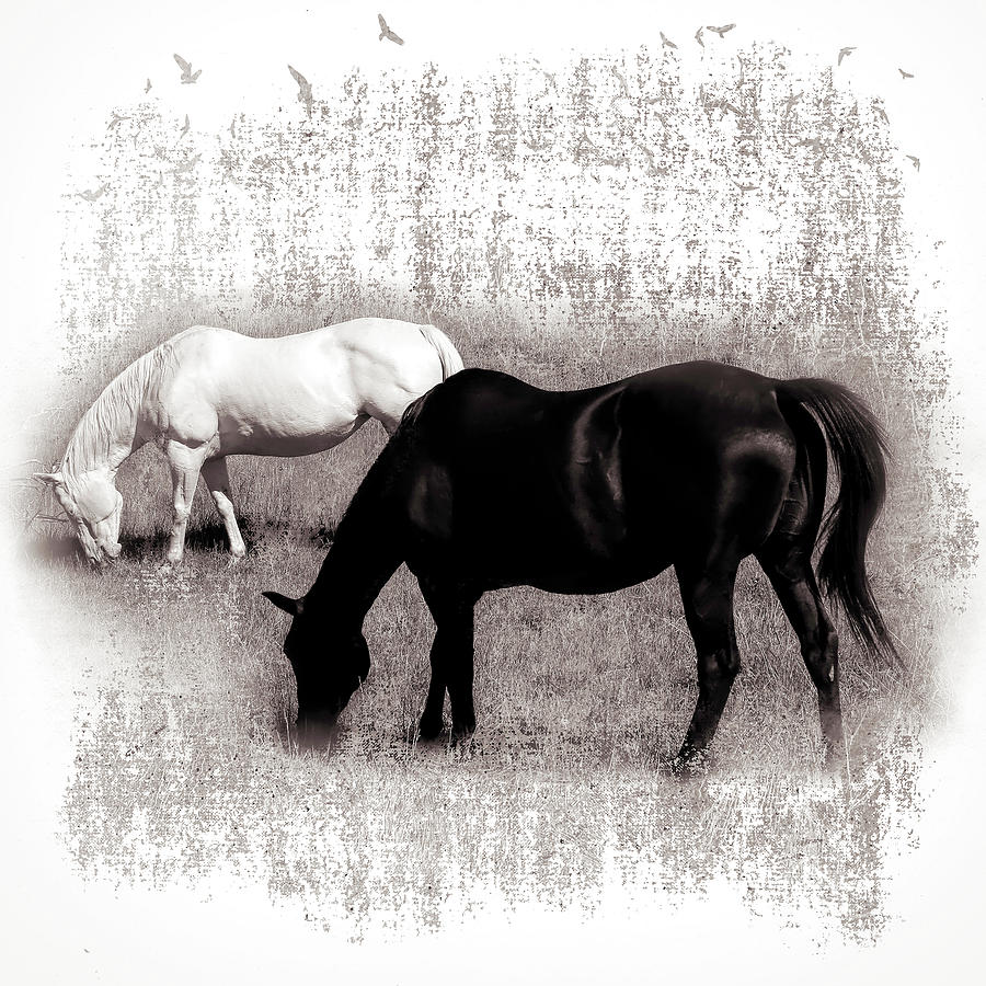 Black and White Horses Photograph by Donna Kennedy