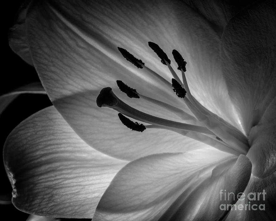 Black And White Flower #1 Photograph by Gunnar Orn Arnason