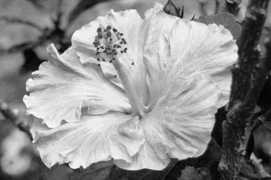 Black and White Hibiscus 2 Photograph by Amy Fose