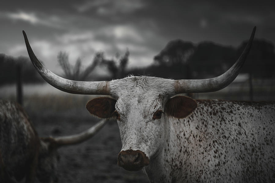 Black and White Longhorn Photograph by Kelly Wade - Fine Art America