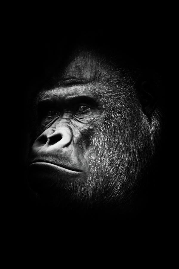 black and white photo, stern male. Portrait powerful dominant ma ...