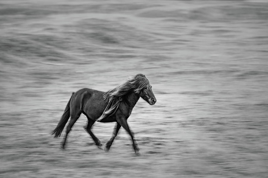 Black and white photography of an Icelandic horse galloping in blurred ...