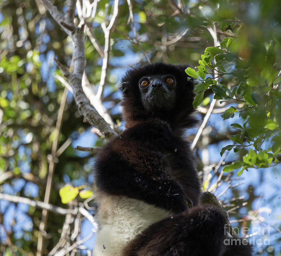 Black and White Ruffed Lemur #1 Photograph by Eva Lechner