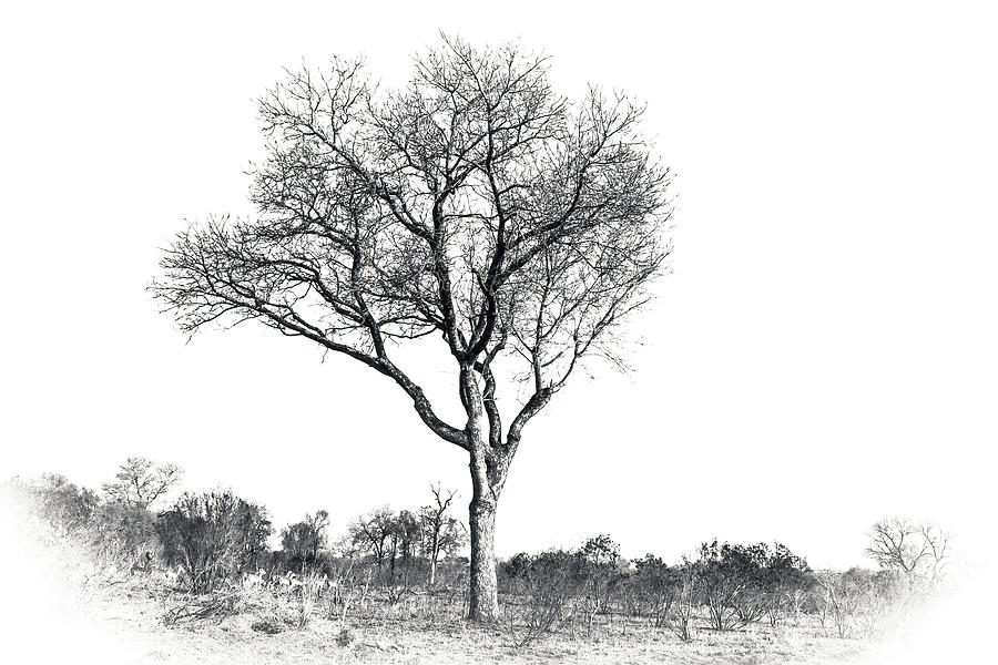 Black and White Tree Collector Edition #1 Photograph by Keith Carey