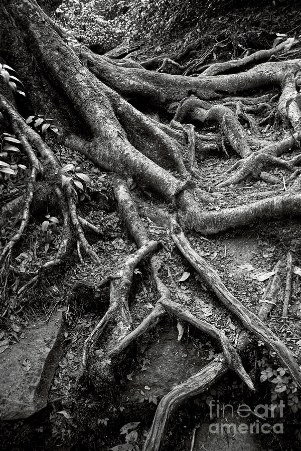Black And White Tree Roots Photograph by Phil Perkins