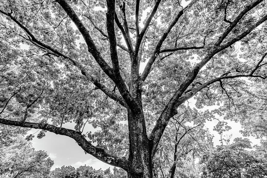 Black and White Tree The Cheekwood Estate and Gardens Nashville Tennessee #1 Photograph by Dave Morgan