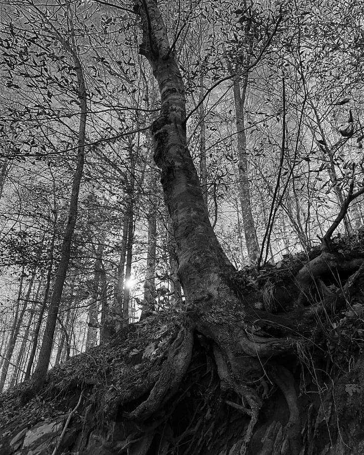Black and White Trees  #1 Photograph by Lois Ivancin Tavaf