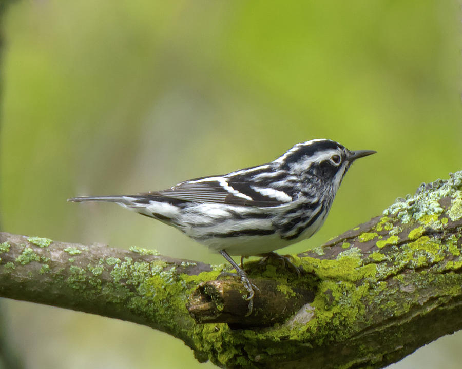 Black and White Warbler #1 Photograph by Deborah Ritch