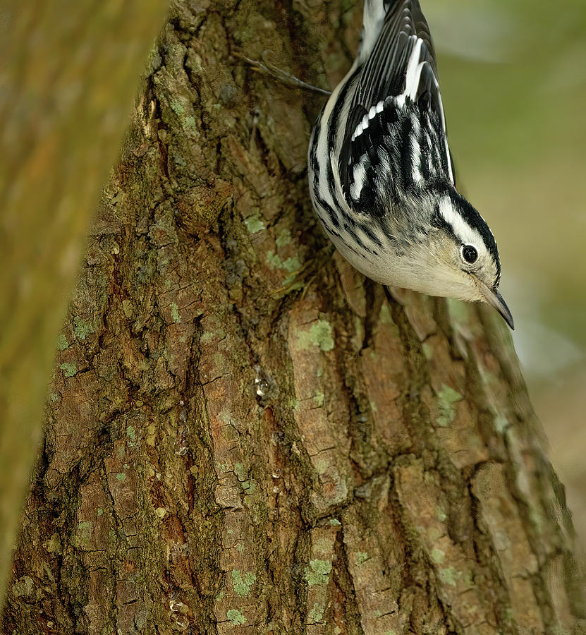 Black-and-white warbler #1 Photograph by Vincent Billotto