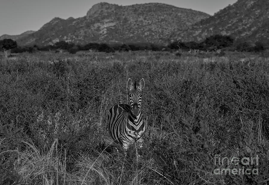 Black and White Zebra #1 Photograph by Brian Kamprath