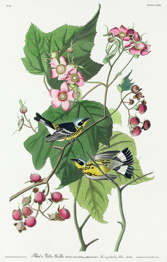 Audubon Birds Drawing - Black and Yellow Warblers #1 by John James Audubon