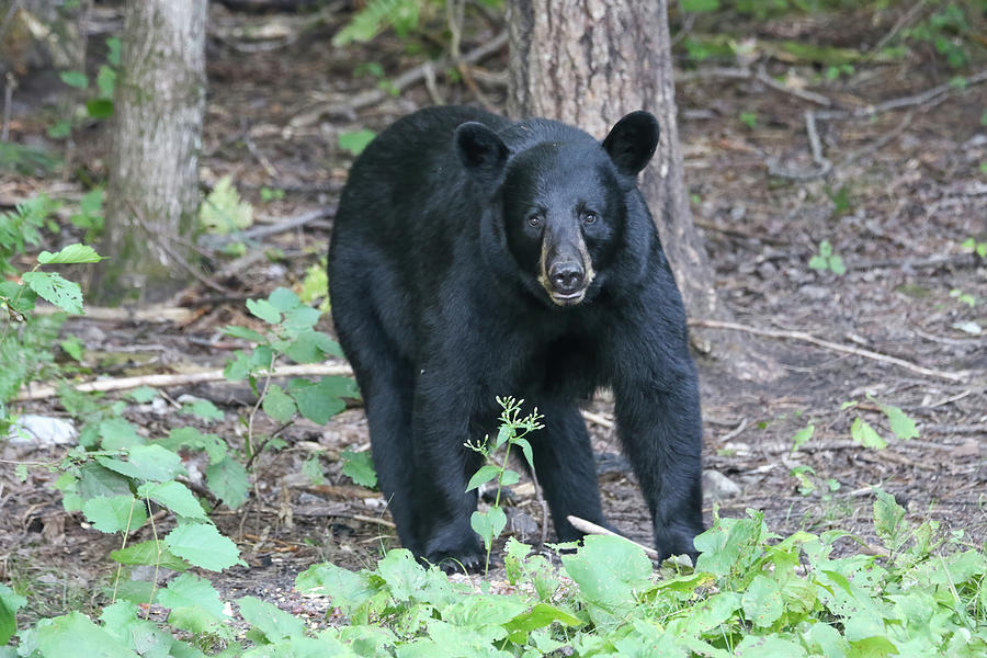 Black Bear #1 Photograph by Brook Burling