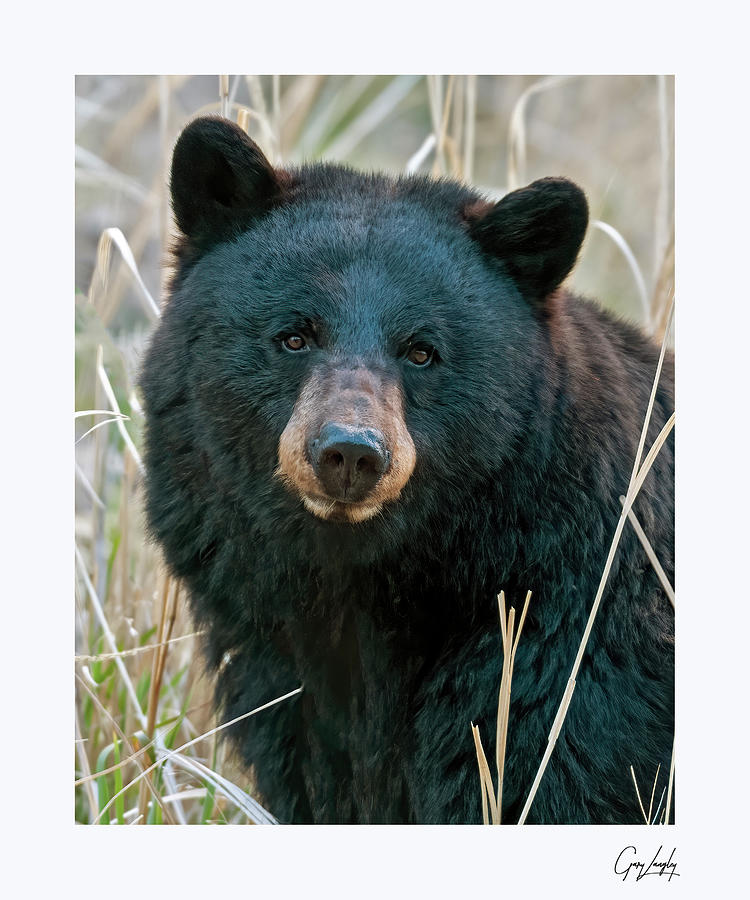 Black Bear closeup #1 Photograph by Gary Langley