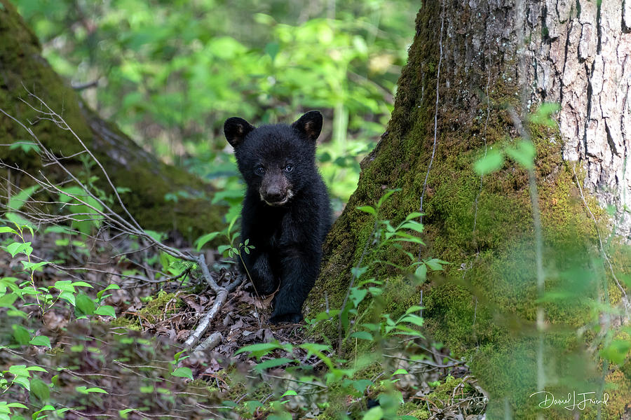 Black bear cub among the large trees #1 Photograph by Dan Friend