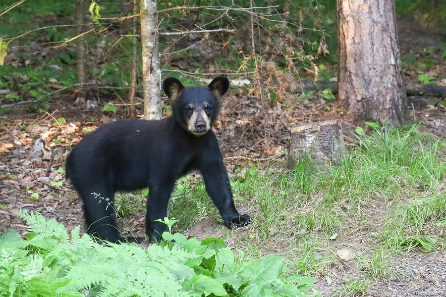 Black Bear Cub #1 Photograph by Brook Burling